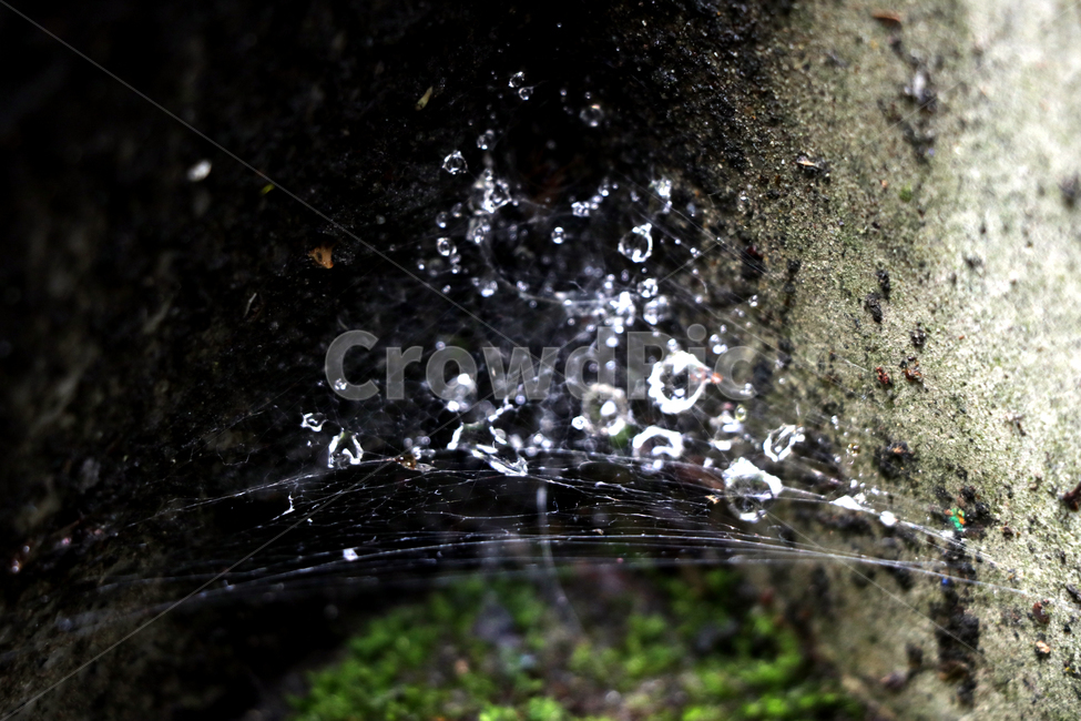 자연,거미줄,이끼,물방울,돌,바위,nature,aspiderweb,moss,waterdrop,dropofwater,rock,stone