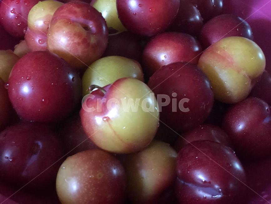 자두,plant,식물,food,음식,fruit,과일,후식,plum,간식,건강한,건강식,과일식,생과일
