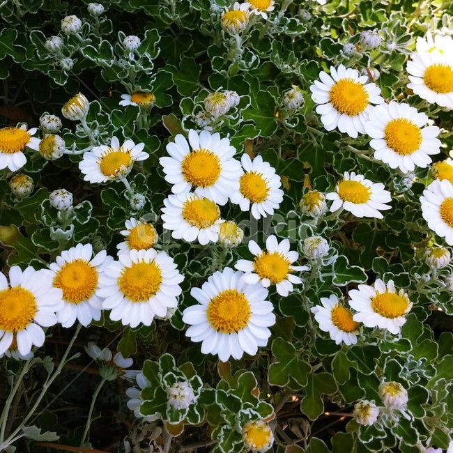 꽃,자연,그린,내추럴,초록,green,natural,배경,배경이미지,배경화면,식물,자연,plants,nature,꽃,flower