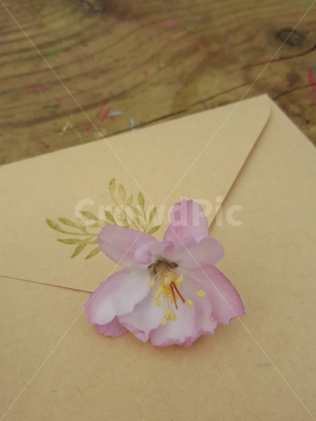 꽃,플라워,꽃잎,편지,감성,벚꽃,식물,자연,plants,nature,꽃,flower