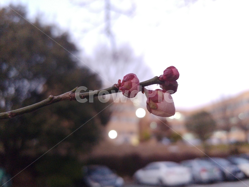 plant,plumbblossom,봄,매화,blossom,봉우리,겨울,초봄,꽃망울