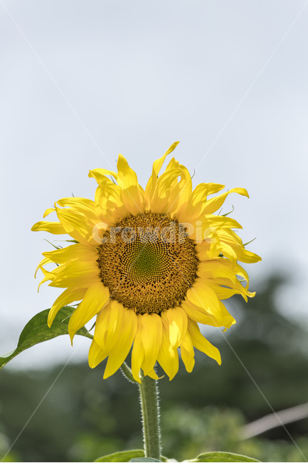 해바라기,꽃,열정,씨앗,바람,식물,노랑,여름,계절,summer,season,가을,fall,autumn,식물,자연,plants,nature,꽃,flower,plant,blossom