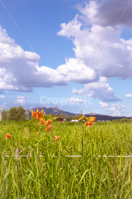꽃,하늘공원,자연,식물,하늘,풍경,풍경사진,구름,자연,풍경,nature,landscape,outdoors,옥외,grassland,목초지,field,들