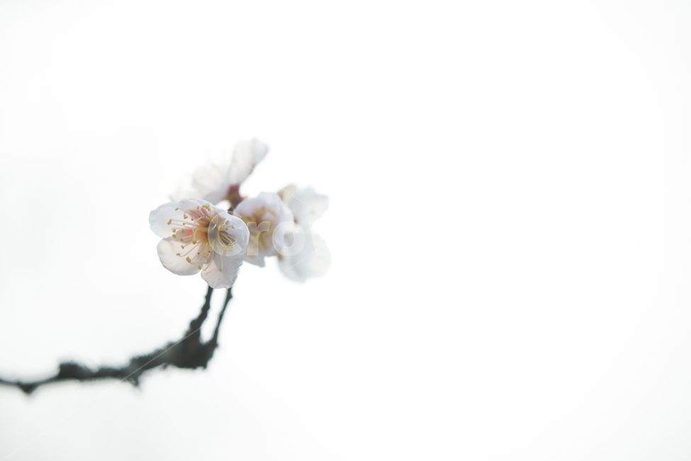 꽃,봄꽃,벚꽃,흰꽃,봄,spring,flower,흰색,개화,봄,계절,spring,season,식물,자연,plants,nature,꽃,flower,plant,blossom,cherry blossom