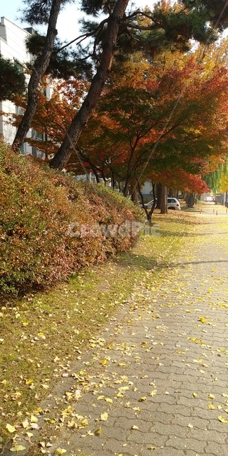 길가에낙엽,단풍,낙엽,단풍나무,나무