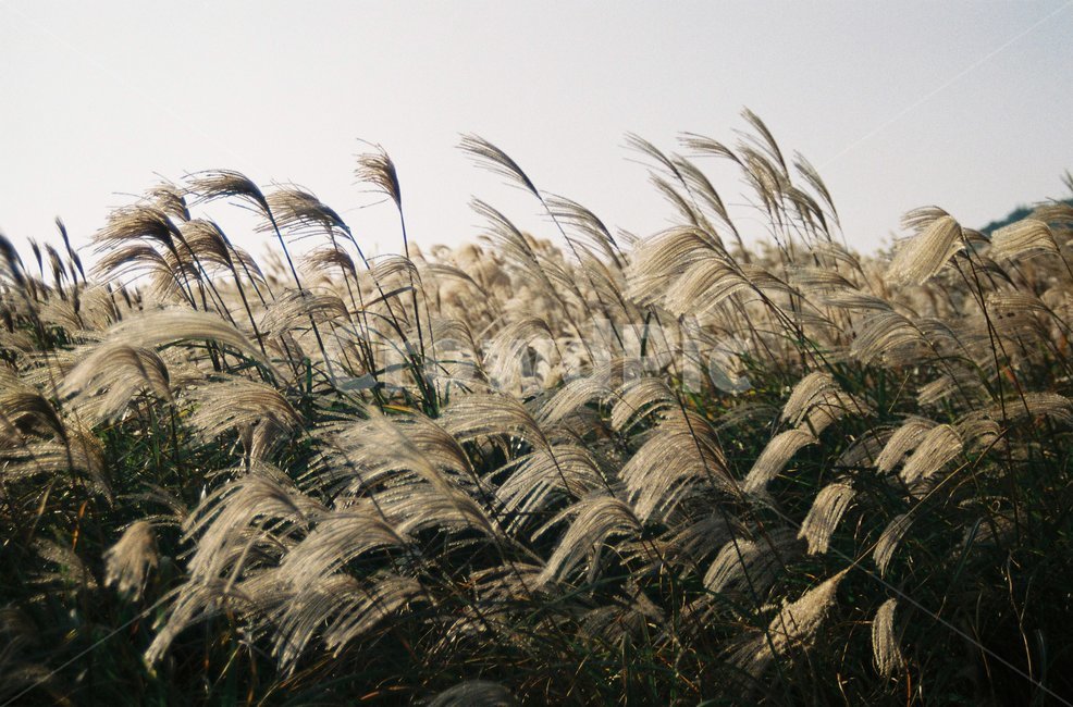 제주도,jeju,억새,가을,오름,필름,필름사진,film