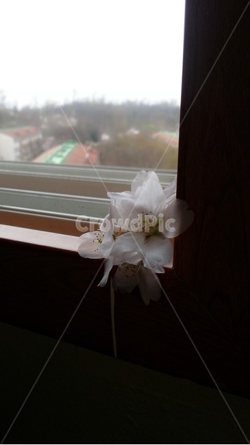 벚꽃,봄,꽃,창틀,cherryblossoms