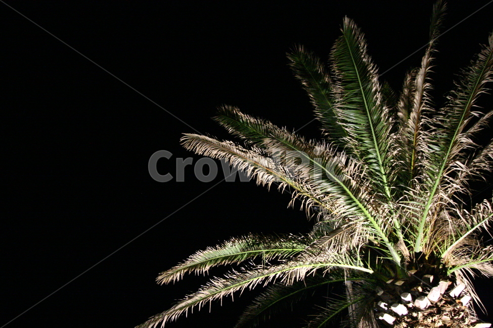 tree,나무,plant,식물,야자수,식물,자연,plants,nature,나무,trees,wood