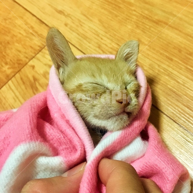 고양이,코숏,치즈코숏,코리아숏헤어,새끼고양이,아깽이,캣초딩,애기고양이,cat,반려묘,반려동물,동물,새끼,아기,애기,animal,동물,animal,포유류,mammal,고양이,cat,kitten,kitty