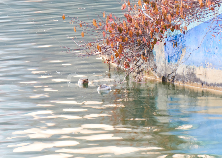 청둥오리,동물,조류,석촌호수,bird,새,새끼,animal,호수,도시,도심,나무,plant,wood,nature,자연,동물,animal,조류,새,birds