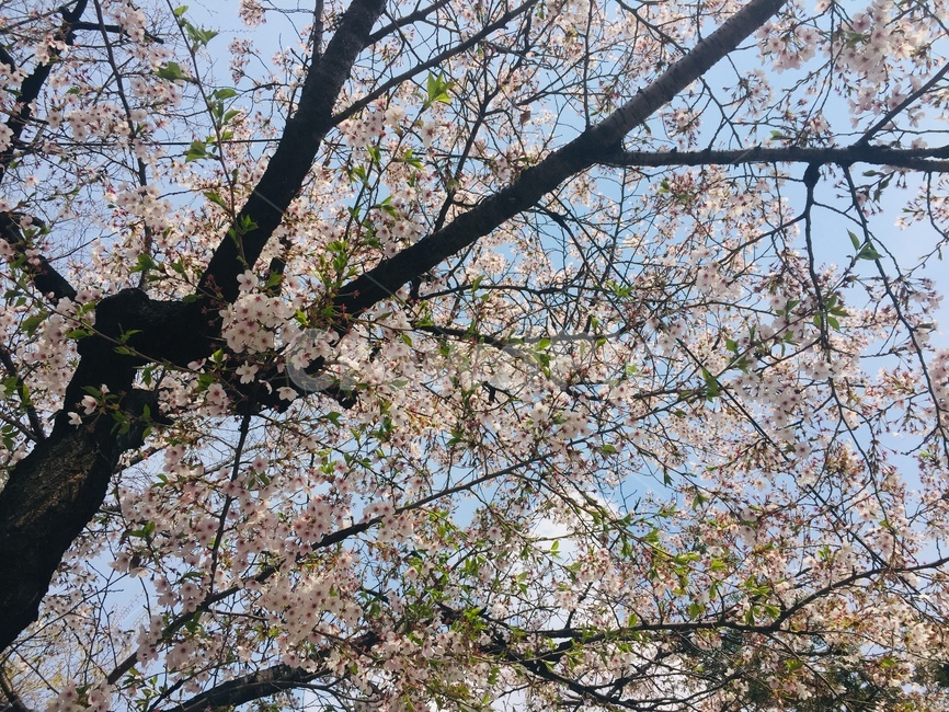 꽃,벛꽃,나무,식물,봄,자연,식물,자연,plants,nature,꽃,flower,나무,trees,wood