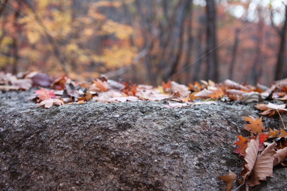 가을,낙엽,단풍,바위,숲,가을,계절,fall,autumn,season,plant,식물,leaf,잎,ground,바닥