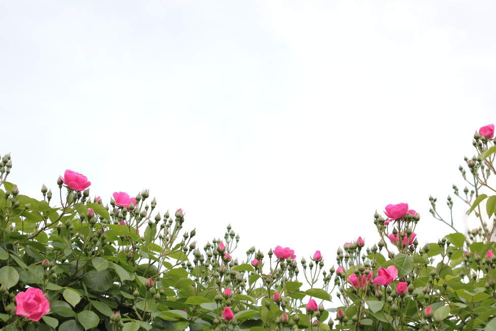 꽃,장미,flower,감성,분홍장미,분홍색,장미축제,장미꽃,봄,여름,pink,핑크,식물,rose,식물,자연,plants,nature,꽃,flower