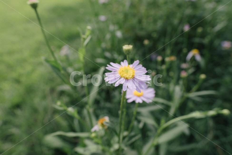 plant,식물,꽃,데이지,flower,식물,자연,plants,nature,꽃,flower