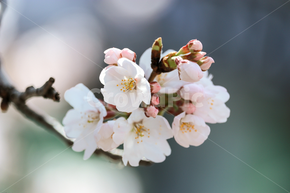 plant,blossom,flower,꽃,봄,봄꽃,벚꽃나무,spring,계절,식물,자연,tree,나무,wood,가지,시즌,플라워,생화,nature