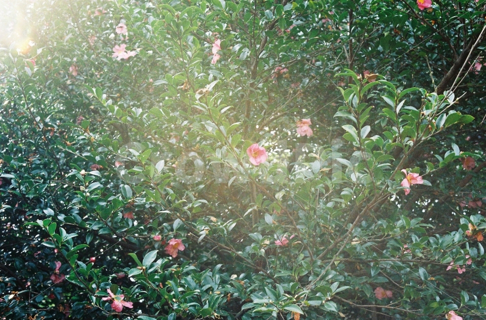 화사함,꽃,예쁨,눈부심,빛남,식물,자연,plants,nature,꽃,flower,휴식,힐링,rest,relaxation,healing,감성,sensible,feeling