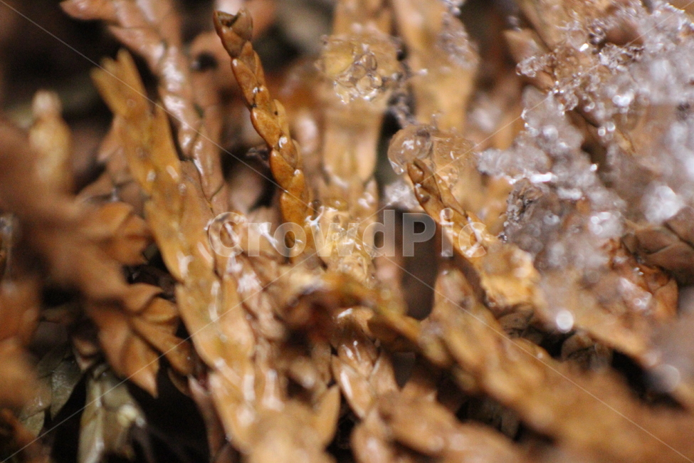 crystal,결정,겨울,얼음,나뭇잎,겨울,계절,winter,season