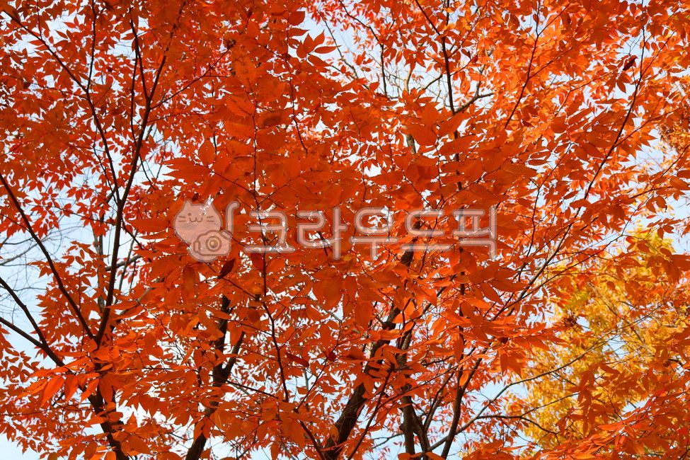 나무,느티나무,단풍,식물,자연,잎,나뭇잎,느티나뭇잎,단풍잎,가을,낙엽수,활엽수,공원수,정원수,느릅나무,느릅나무과,규목,낙엽,붉은단풍