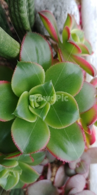 식물,잎사귀,연두색,붉은색,화분,식물,자연,plants,nature