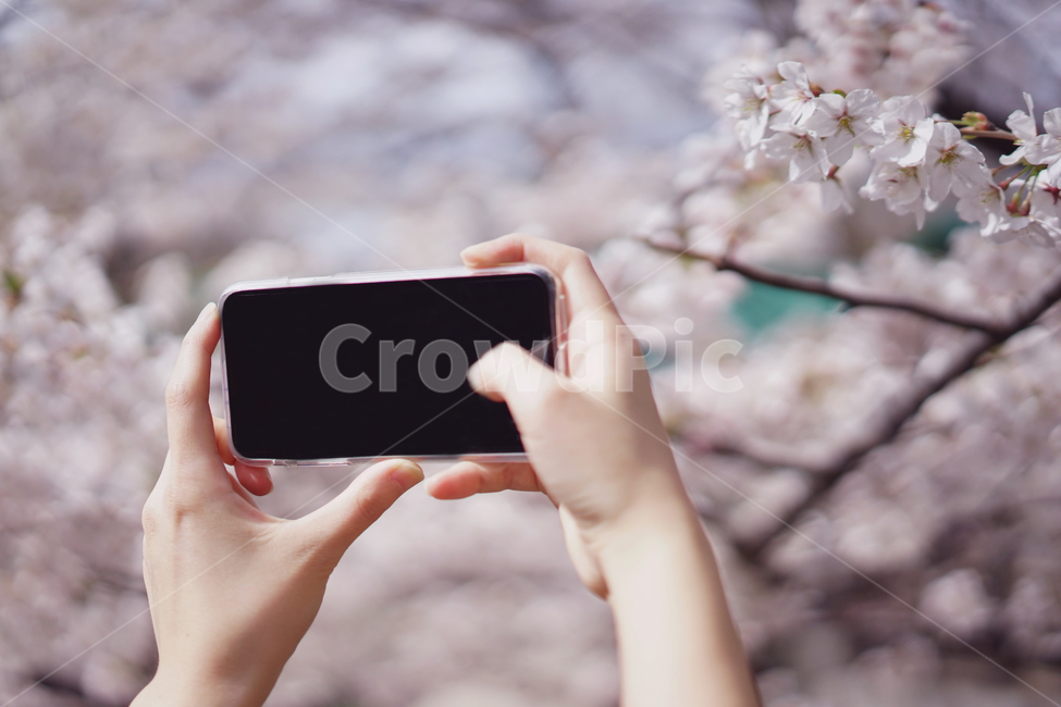 핸드폰,휴대폰,사진촬영,벚꽃,사쿠라,봄꽃,꽃,봄,계절,spring,season,사람,인물,인간,human,person,신체일부,몸,body,사진작가,포토그래퍼,photographer,정보통신기술,전자기기,전자제품,it,information,technology,electronic equipment,electronics,전자 제품,mobile phone,휴대 전화,phone,전화,cell phone