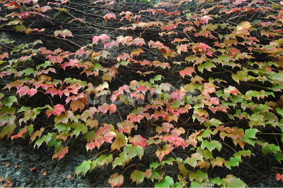 단풍,담쟁이단풍,가을,자연,parthenocissustricuspidata,가을,계절,fall,autumn,season,식물,자연,plants,nature,plant,leaf,잎,tree,나무,maple