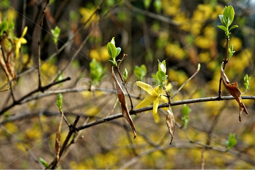 개나리,봄,노랑,계절,forsythias,자연,식물,nature,yellow,spring,season,plant,봄소식,봄,계절,spring,season,식물,자연,plants,nature,꽃,flower,leaf,잎