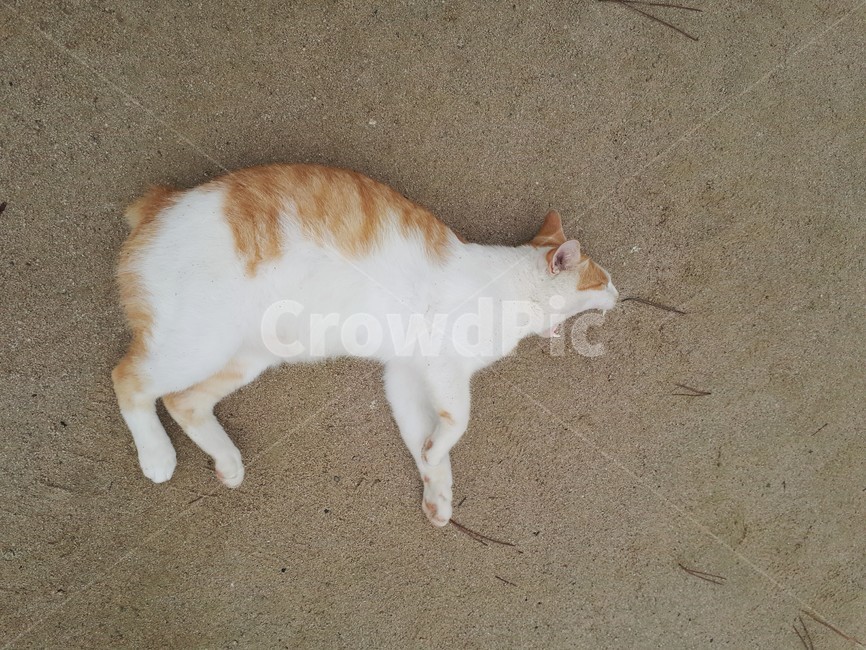 모래,누운자세,고양이,바다,하품,동물,animal,포유류,mammal,고양이,cat,kitten,kitty