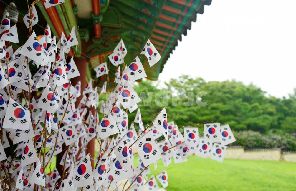 태극기,대한민국,우리나라,태극기나무,한국전통,대한독립,독립만세,한국전통,한국문화,korean traditional,korean culture