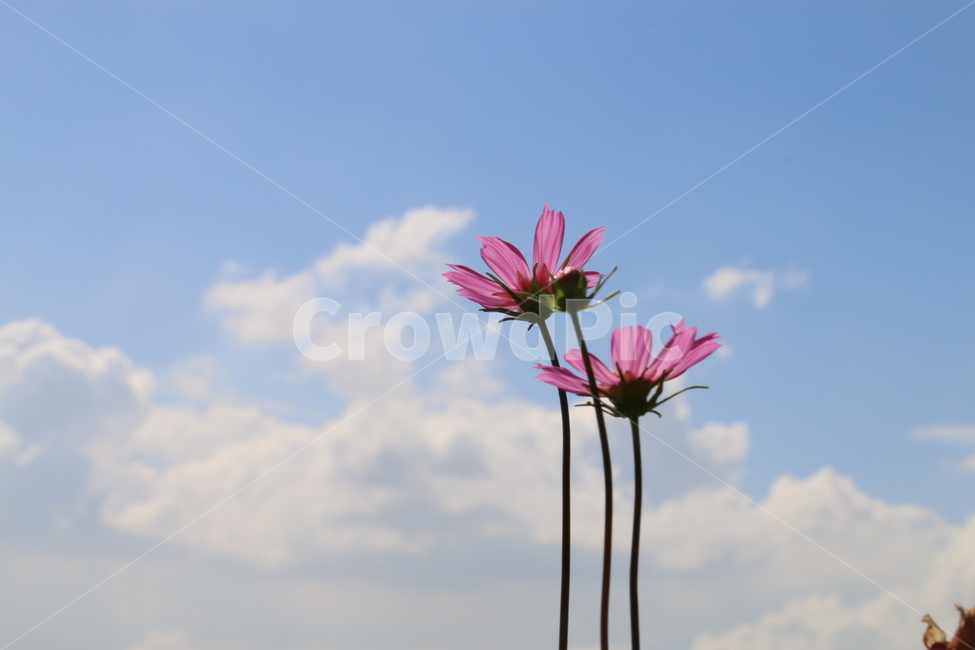 코스모스,가을,분홍색,가을하늘,흰구름,구름,가을,계절,fall,autumn,season,식물,자연,plants,nature,꽃,flower,plant,daisy,데이지,daisies,blossom