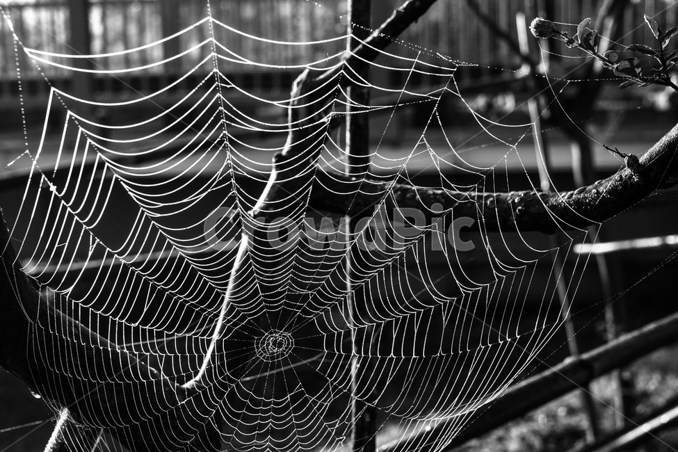 거미줄,거미집,나뭇가지,곤충,자연,생태,자연,풍경,nature,landscape,흑백,모노톤,monochrome,black and white