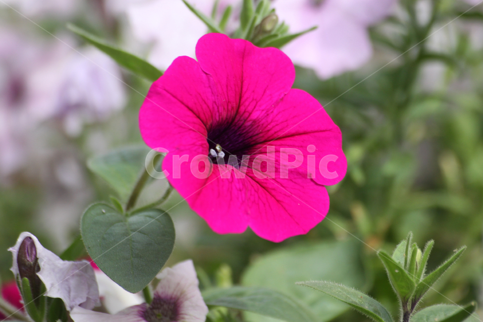 flower,식물,blossom,꽃,geranium,제라늄,나팔꽃,모닝글로리,morningglory,핑크색,핑크,식물,자연,plants,nature,꽃,flower