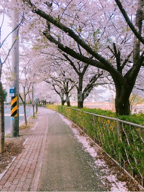 벚꽃,힐링,휴식,벚꽃나무,풍경,봄,계절,spring,season,plant,식물