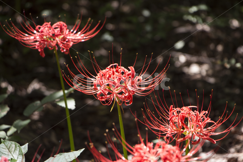 꽃무릇,상사화,꽃,식물,자연,여름,배경,식물,자연,plants,nature,꽃,flower