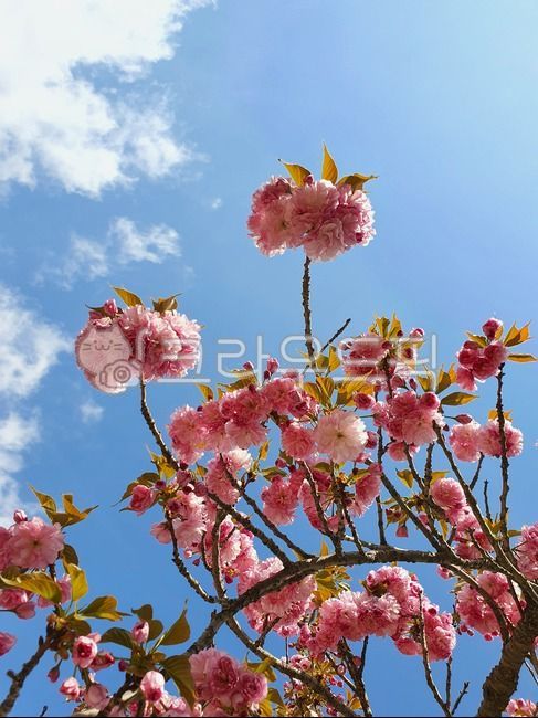 sky,spring,Double cherry blossoms,Cherry Blossom,flower viewing,flower