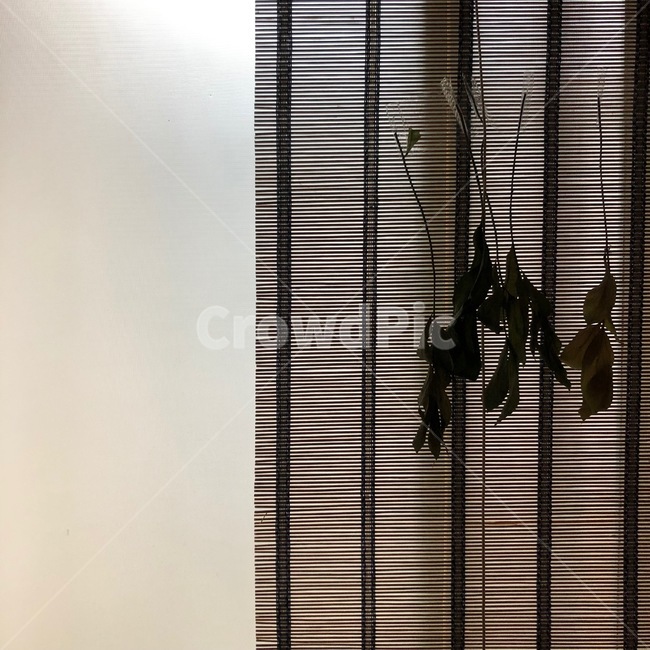 창문,감성사진,말린꽃,꽃,드라이플라워,벽