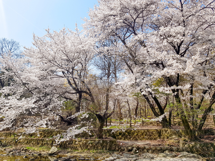 벚꽃,계곡,자연,봄,산책,소풍,관악산,피크닉,벚나무,벚꽃나무,산책로,등산,등산로,하늘,평화,힐링,cherryblossom,울타리,산,돌