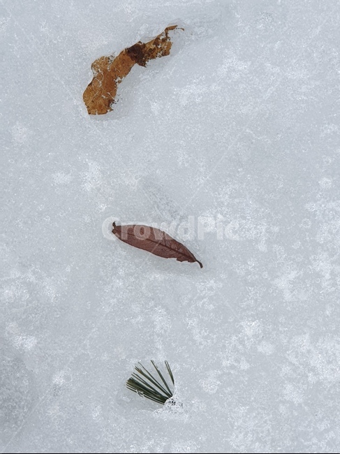 얼음,나뭇잎,흰,자연,겨울