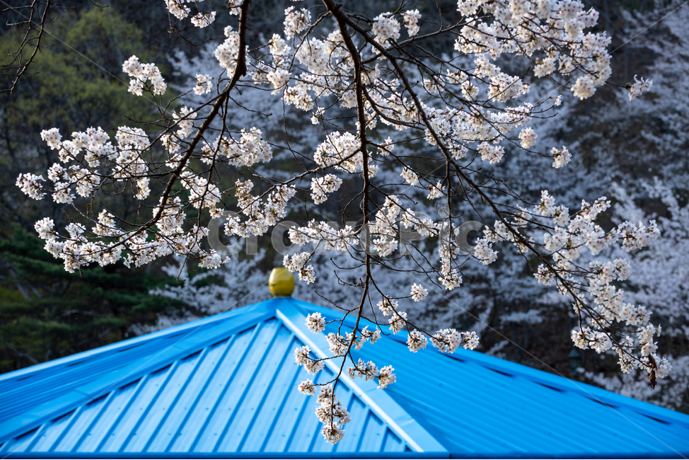 봄,봄꽃,꽃,벚꽃,경치,자연,경관,네이처,호수,목초,파랑,색상,색깔,공원,spring,flower,nature,natural,blue,lake,color,blossom,cherryblossom,park,roof,landscape,봄,계절,spring,season,식물,자연,plants,nature,꽃,flower,plant