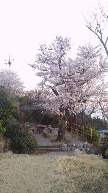데이트,추억,가족,봄,공원,첫사랑,봄,계절,spring,season,식물,자연,plants,nature,나무,trees,wood,plant
