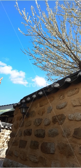 전주,한옥마을,벚꽃,골목,골목길,맑음,감성,갬성,좋은낭