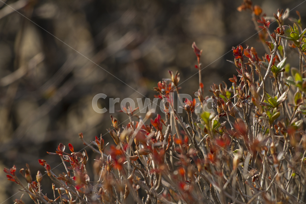 봄,봄배경,식물,새싹,자연,야외,낮,오전,근접촬영,사람없는,녹색,Spring,springbackground,plant,shoots,leaves,nature,outdoors,day,morning,proximityshot,deserted,green,red,빨강,봄,계절,spring,season,식물,자연,plants,nature,vegetation,초목,bush,부시