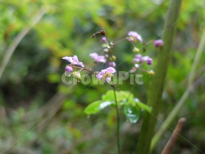식물,야생화,숲,자연,금꿩의다리,식물,자연,plants,nature,꽃,flower