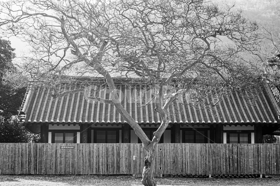 tree,나무,plant,식물,nature,자연,outdoors,옥외,건물,식물,자연,plants,nature,나무,trees,wood,흑백,모노톤,monochrome,black and white