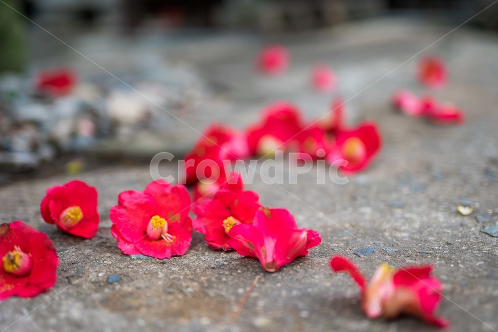 동백,낙화,꽃,flower,감성,식물,자연,plants,nature,꽃,flower,감성,sensible,feeling