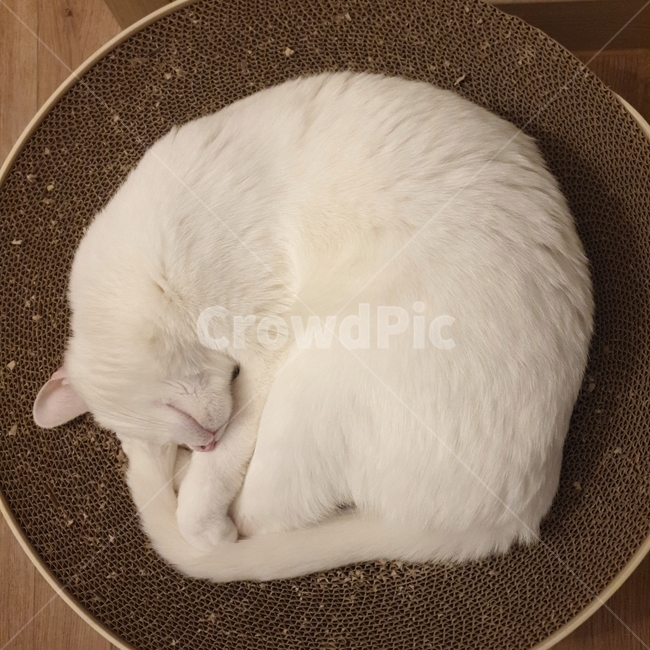 고양이,발려동물,반려묘,하얀고양이,화이트코숏,낮잠,스크래처,cat,animal,kitty,동물,animal,포유류,mammal,고양이,cat,kitten,kitty