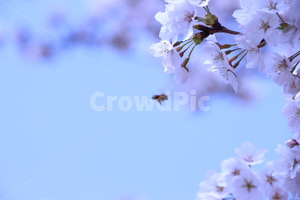 벚꽃,봄,자연,꿀벌,하늘,경치,꽃봉오리,벚꽃나무,햇살,나무,나뭇가지,cherryblossom,spring,nature,honeybee,sky,landscape,bud,cherryblossomstree,daylight,tree,twig