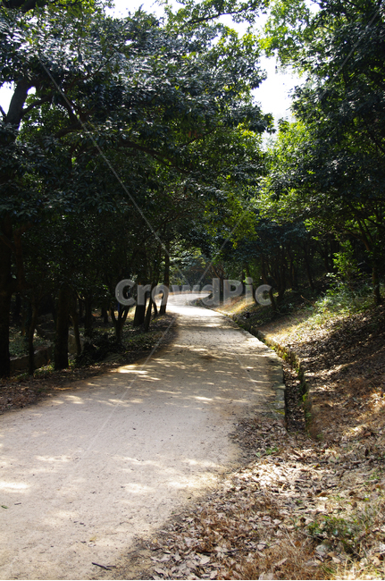 나무,식물,길,자연,tree,plant,nature