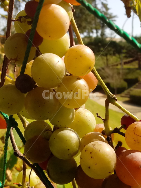 포도,과일,열매,식물,fruit,grapes,plant,과일,열매,fruit