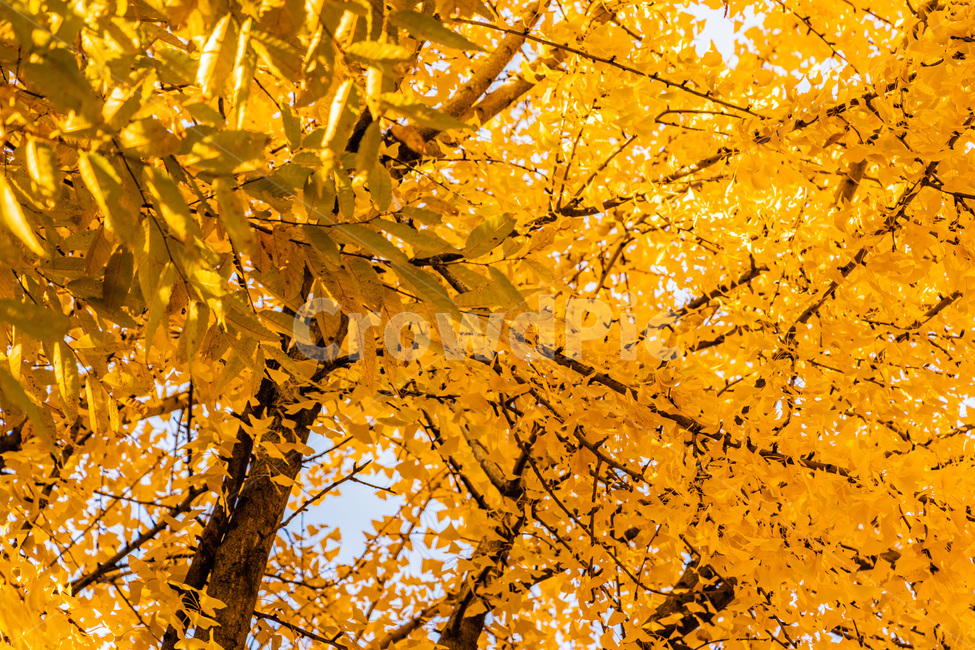 단풍,단풍나무,가을단풍,단풍잎,maple,foliage,가을,계절,fall,autumn,season,plant,식물,leaf,잎,tree,나무