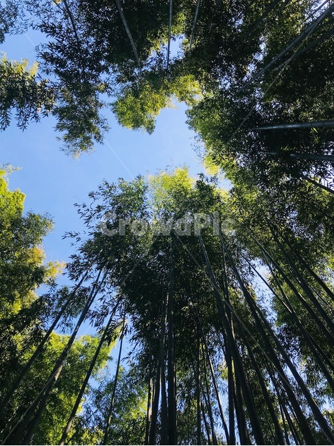 담양,죽녹원,대나무,풍경,힐링풍경,힐링,plant,식물,bamboo,forest